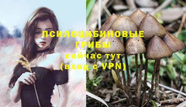 гашик Михайлов