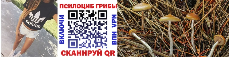 Псилоцибиновые грибы Magic Shrooms  МЕГА как зайти  Ярославль 
